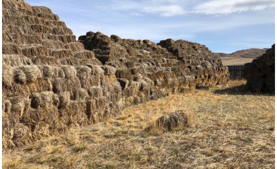 Орон нутагт боодолтой өвсний үнэ 1000-2000 төгрөгөөр буурав