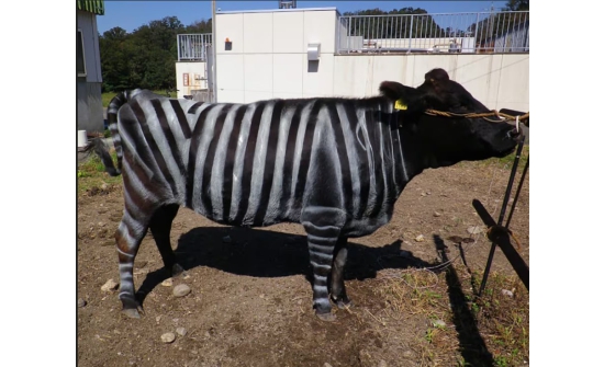 Үхрийг эрээн тахь шиг болгож будсан япон эрдэмтэд "Ig Nobel" шагнал хүртэв