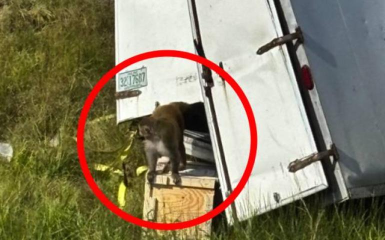 АНУ: Лабораториос алдагдсан сармагчныг буудаж хөнөөжээ